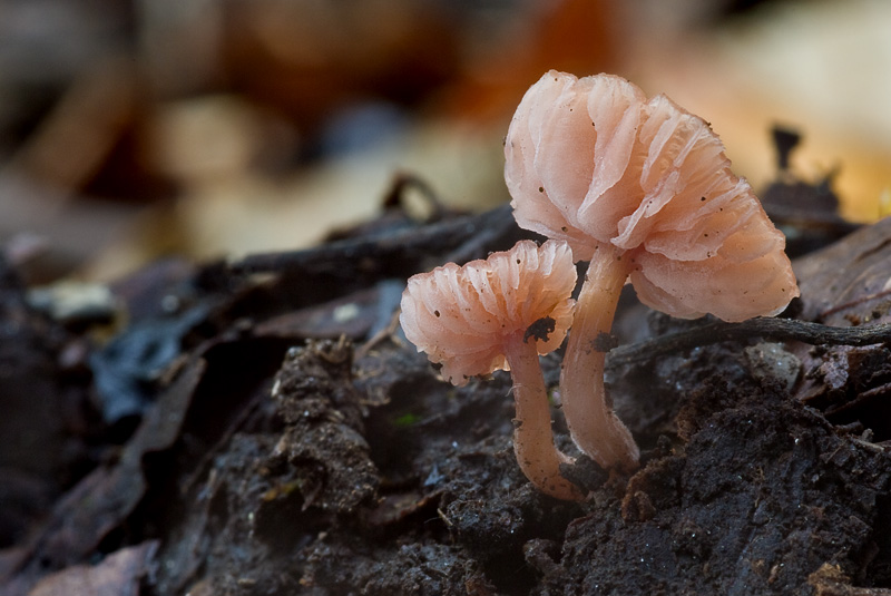 Laccaria tortilis